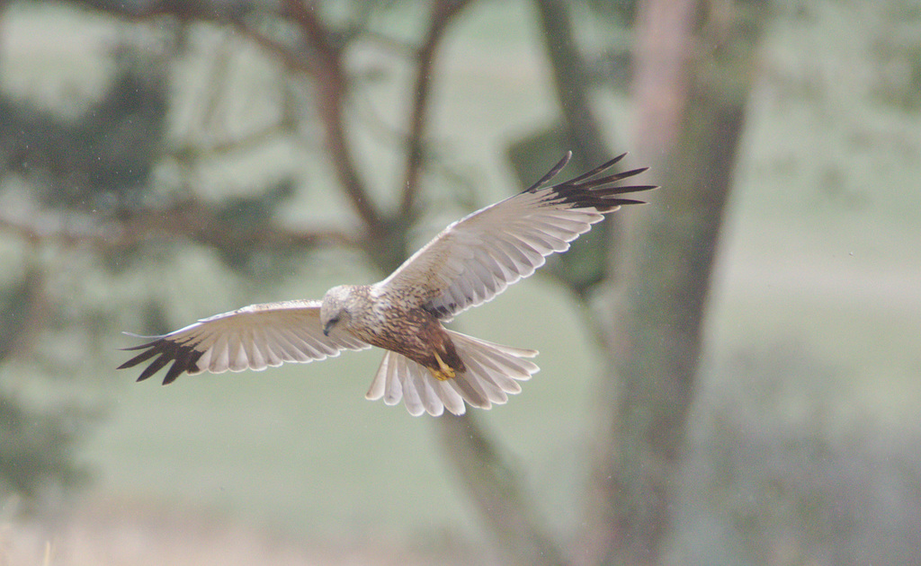 EF7A6476marshharrier