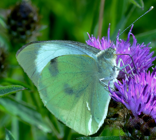 Large White. Pieris brassicae