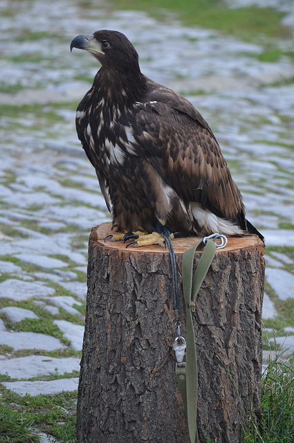 Орел в Каменец-Подольской крепости / Eagle in the Kamenets-Podolsky Fortress