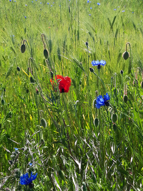 grün, blau und rot