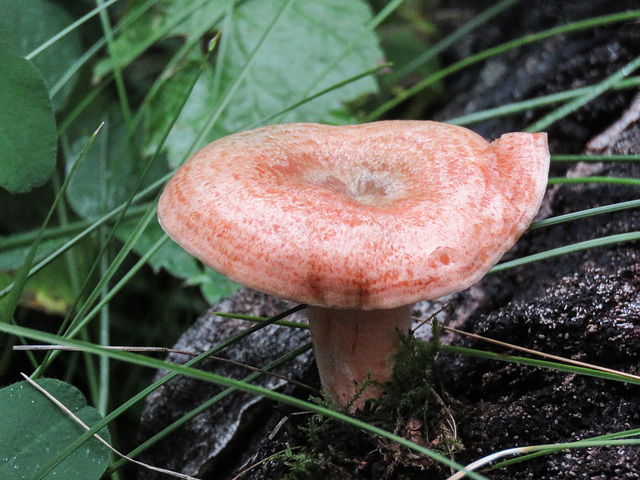 Fungus