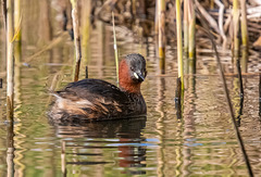 Litttle grebe