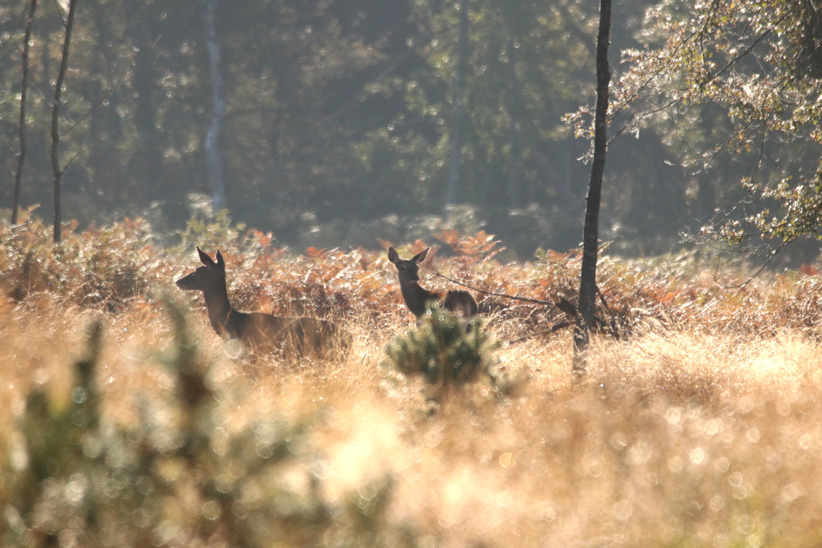 biche et faon