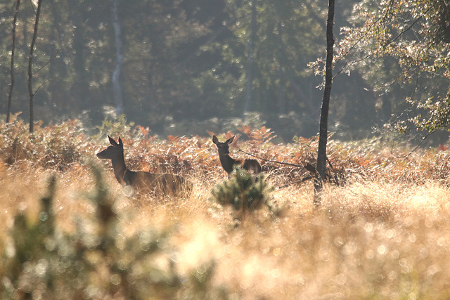 biche et faon