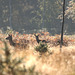 biche et faon