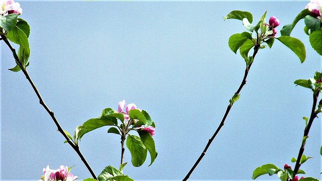 Lovely apple blossom.