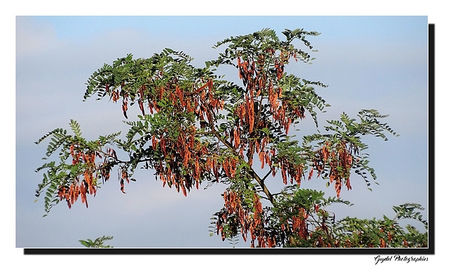 Les fruits du Robinier ...