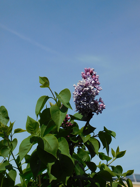 Lilas nouveau************