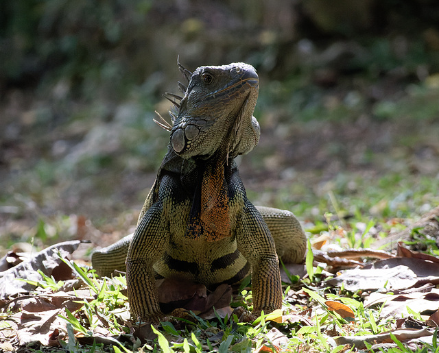 EF7A5832-CR2 DxO DeepPRIMEIguana