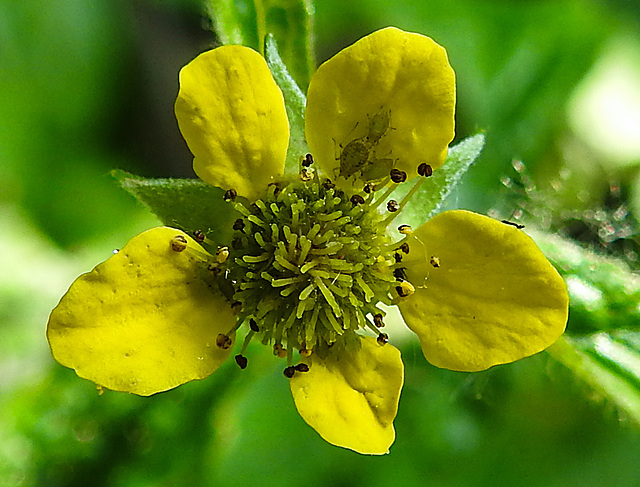 20240523 0173CPw [D~LIP] Nelkenwurz (Geum urbanum), Blattlaus, BS