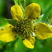 20240523 0173CPw [D~LIP] Nelkenwurz (Geum urbanum), Blattlaus, BS