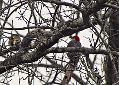 Red-bellied Woodpecker