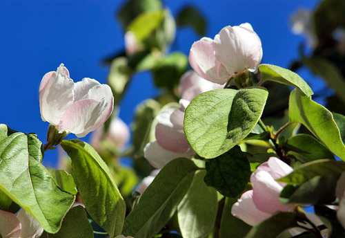 Fleurs de Coing 2