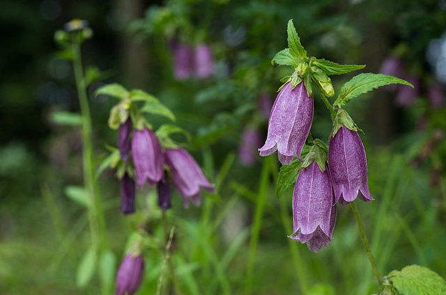 Bellflowers