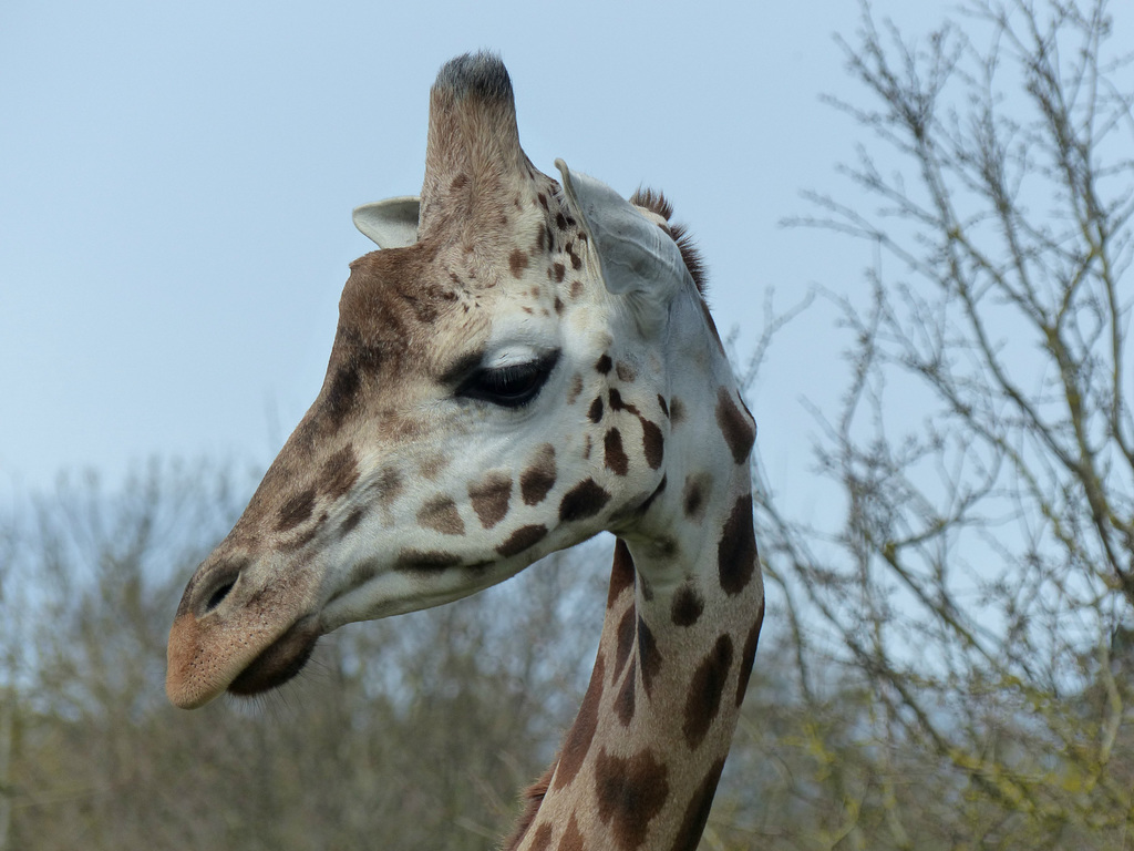 Port Lympne (5) - 17 March 2017