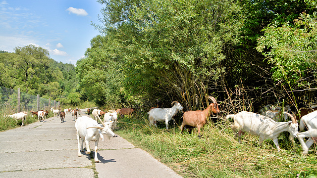 Bieszczady Karpaten in Polen