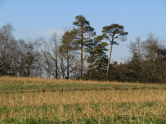 Wald und Feld