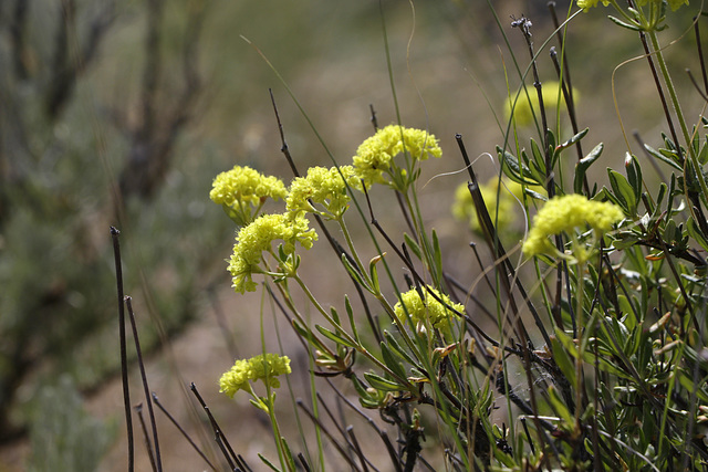 Sulphur-flower Buckwheat