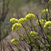 Sulphur-flower Buckwheat