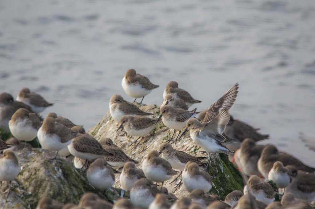 High tide at West Kirby brought wading birds inshore4.