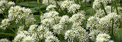 Ramsons. Wild Garlic