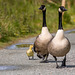Canada geese and a gosling