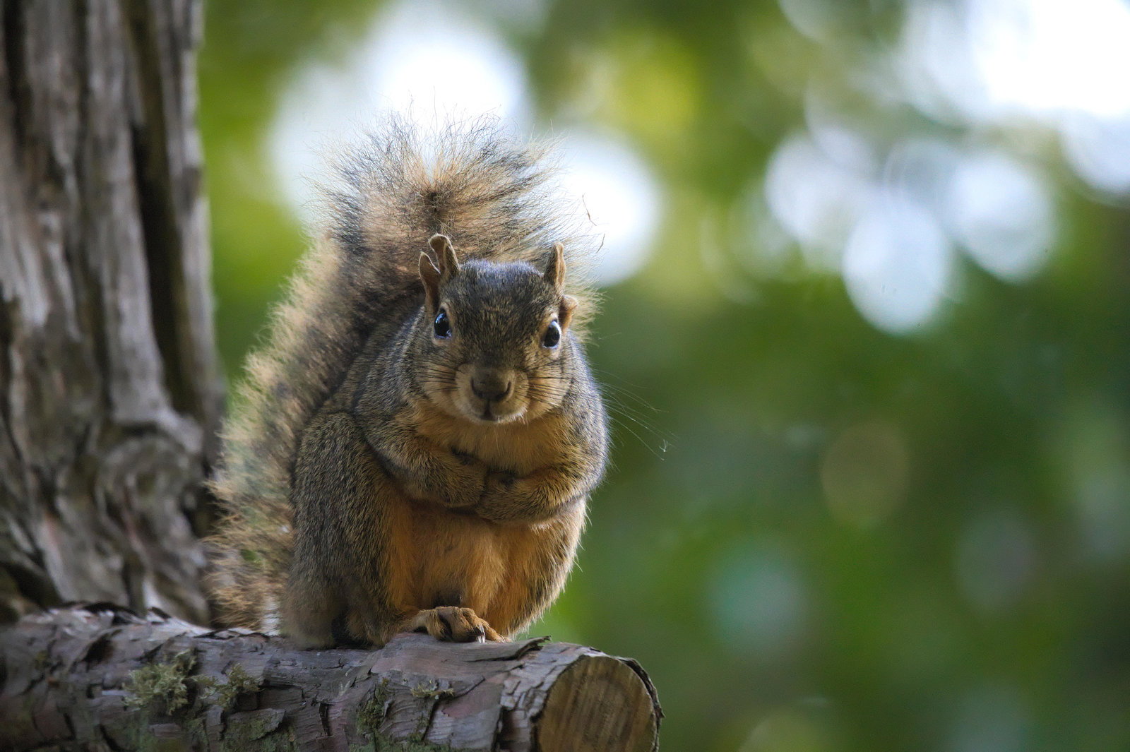 Attentive Squirrel