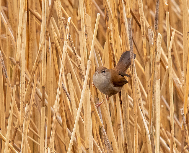 Cetti's warbler