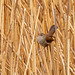 Cetti's warbler