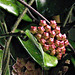 More hoya flowers are on their way....