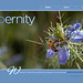ipernity homepage with #1459