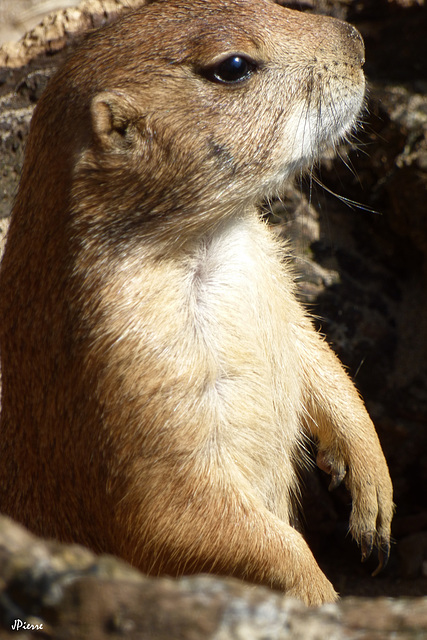 Chien de prairie