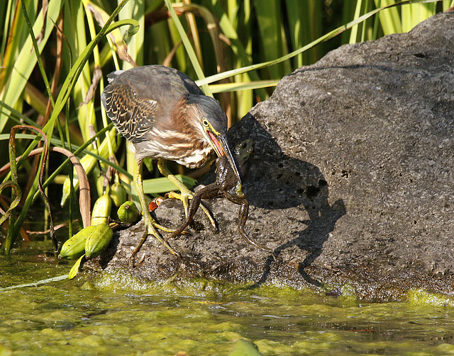 héron vert / green heron