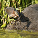 héron vert / green heron