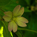 20240523 0175CPw [D~LIP] Berg-Weidenröschen (Epilobium montanum), BS