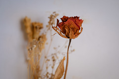 Dry rose