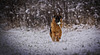 Mein Freund hat immer den größten Spaß mit dem Schnee und seinen Ball :)) My friend always has the most fun with the snow and his ball :)) Mon ami s'amuse toujours le plus avec la neige et sa balle :))