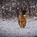 Mein Freund hat immer den größten Spaß mit dem Schnee und seinen Ball :)) My friend always has the most fun with the snow and his ball :)) Mon ami s'amuse toujours le plus avec la neige et sa balle :))