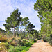 Caló de ses Llisses  - Cala Fornells (© Buelipix)