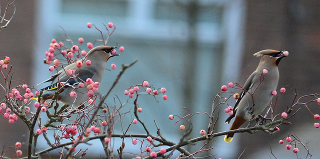 Waxwings