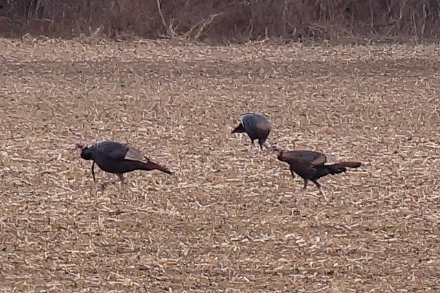 Wild Turkeys