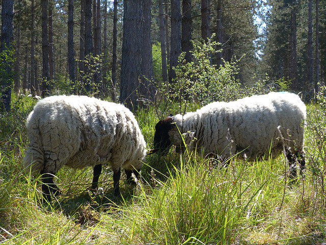 Transhumance du 5 mai 2016