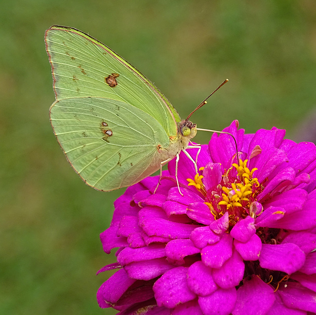 Cloudless Sulphur (Phoebis sennae) on a Zinnia