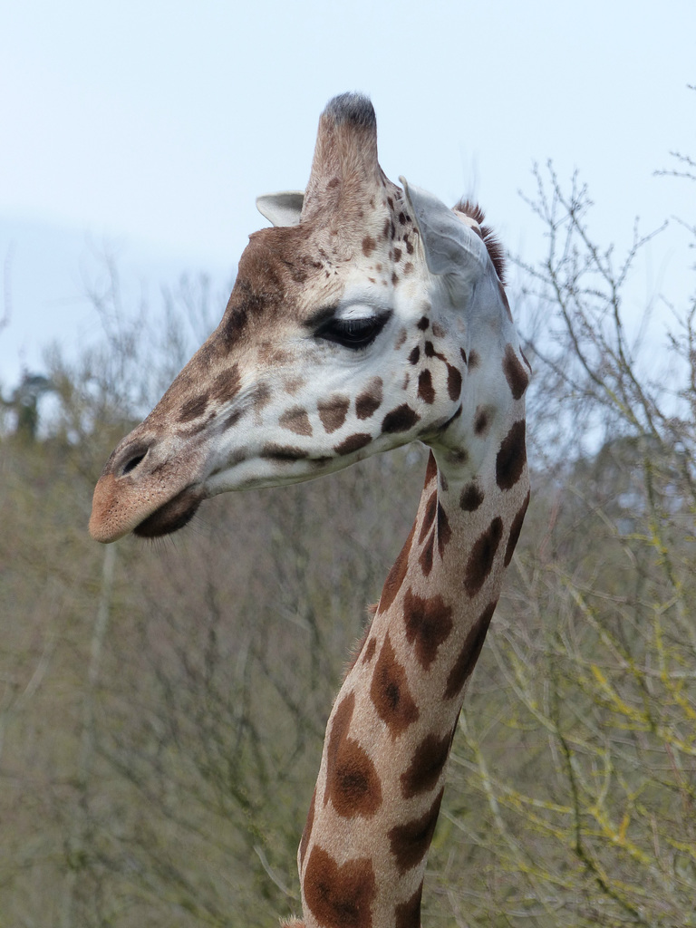 Port Lympne (6) - 17 March 2017