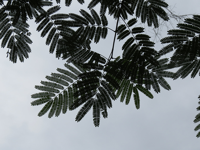 Albizia julibrissin