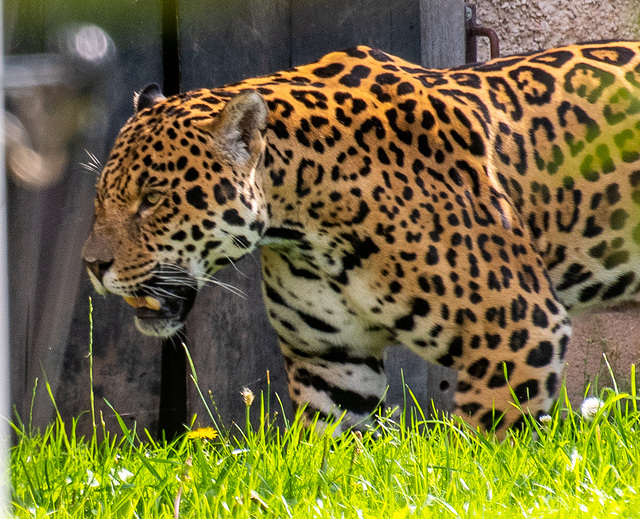 Jaguar