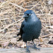 Hooded crow (1)