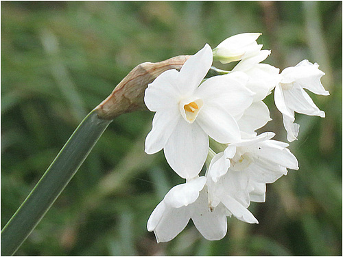 nmg 001 (3)