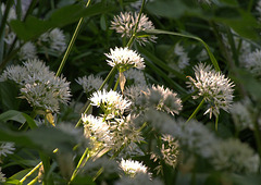 Ramsons. Wild Garlic