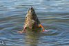 Upended Duckie at Paulina Lake (+8 insets)